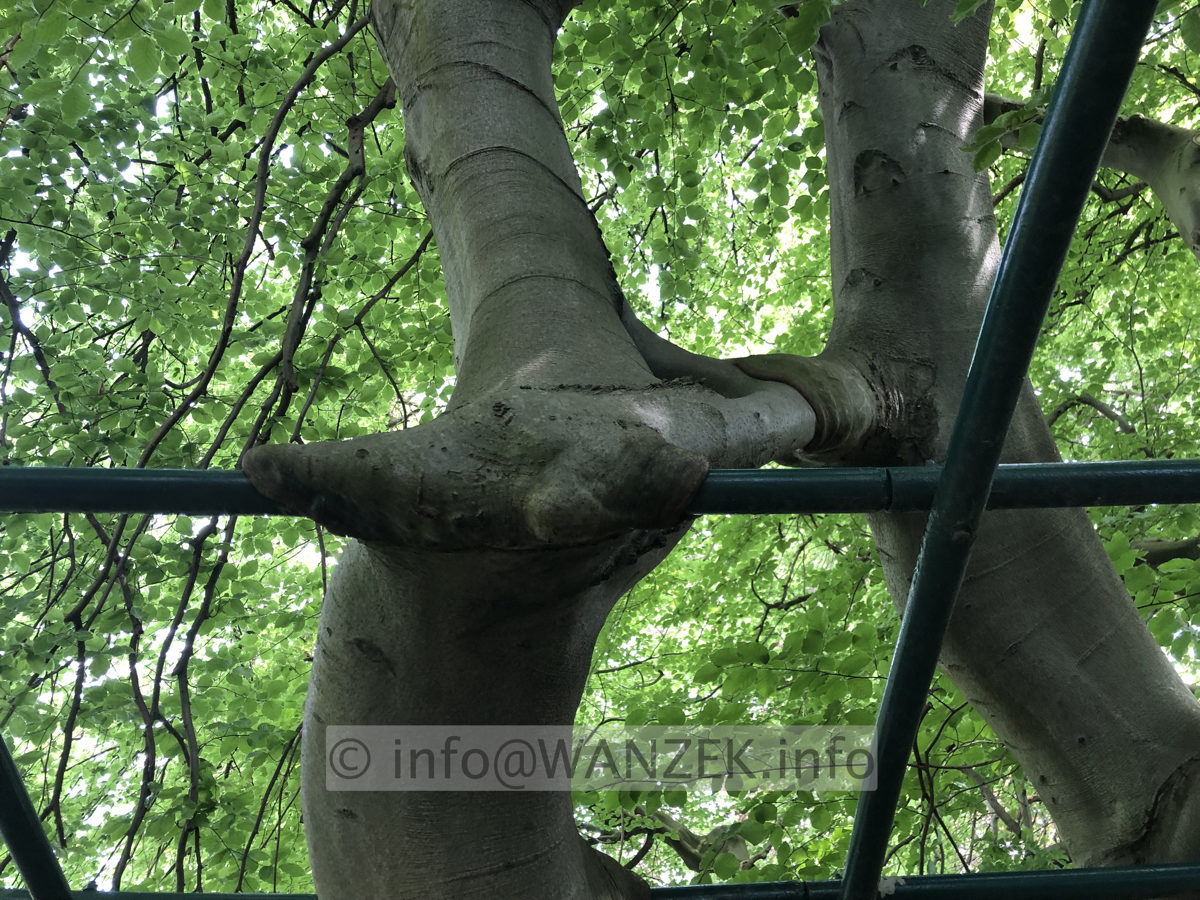 Fagus sylvatica Tortuosa (Suentelensis) - Berggarten 06.JPG